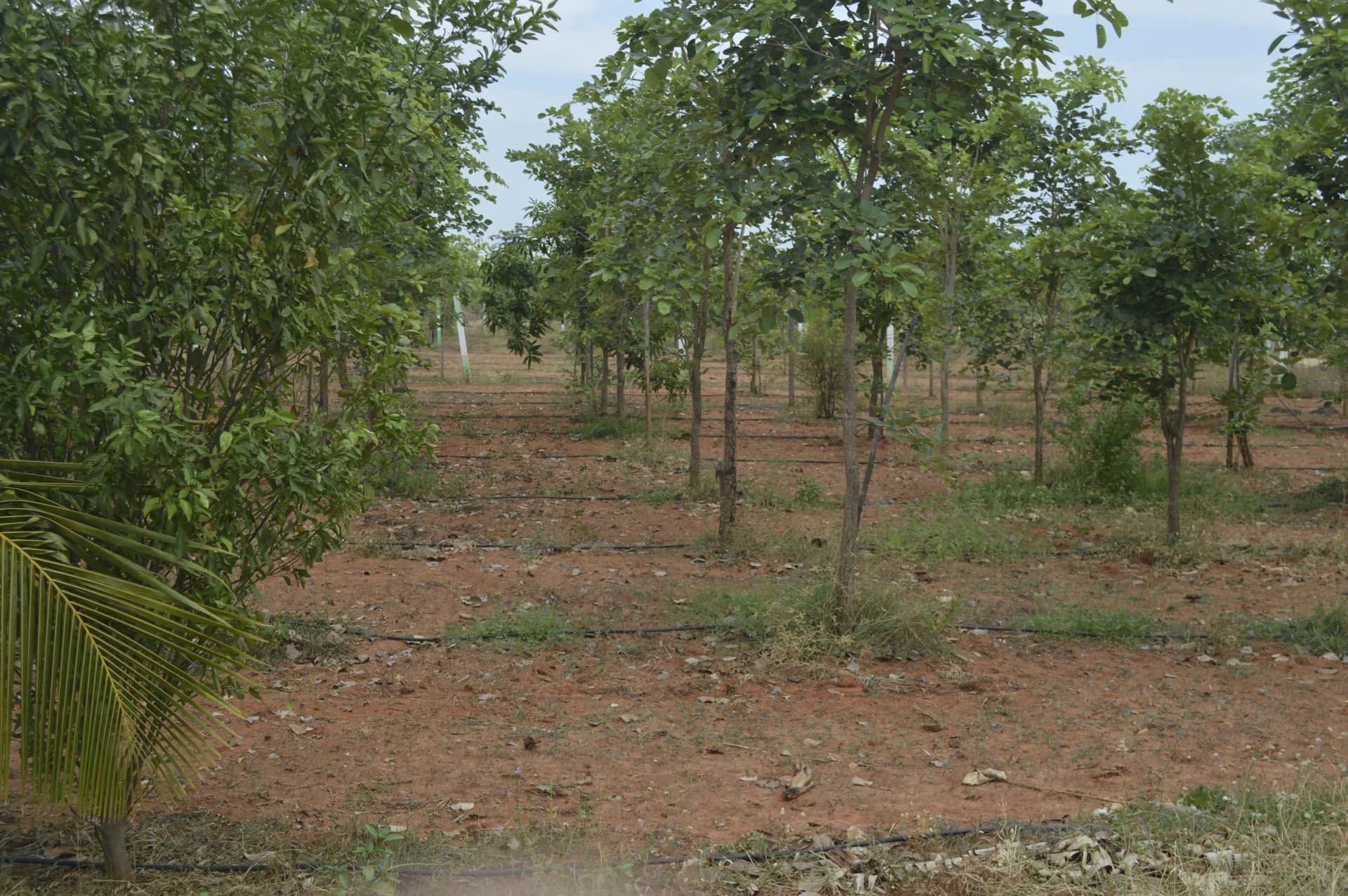 Farm Land for Sale in Oragadam